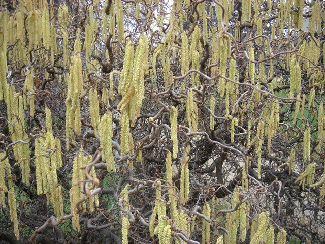 Corylus avellana 'Contorta' 3